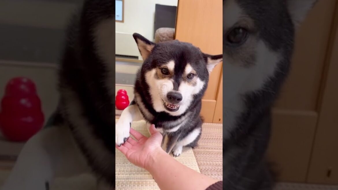 世界一遅いオテをくりだす柴犬