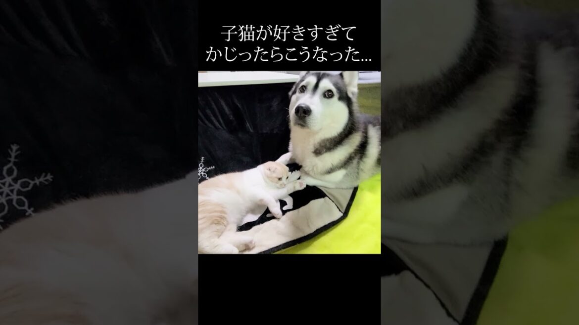 子猫が好きすぎてかじったらこうなった...笑#shorts