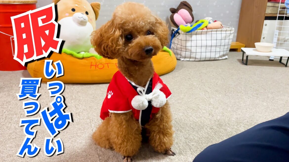 【トイプードルのテト】ファッションショー・ドッグシューズと服を購入（ペットパラダイス・ドッグデプト）#toypoodle