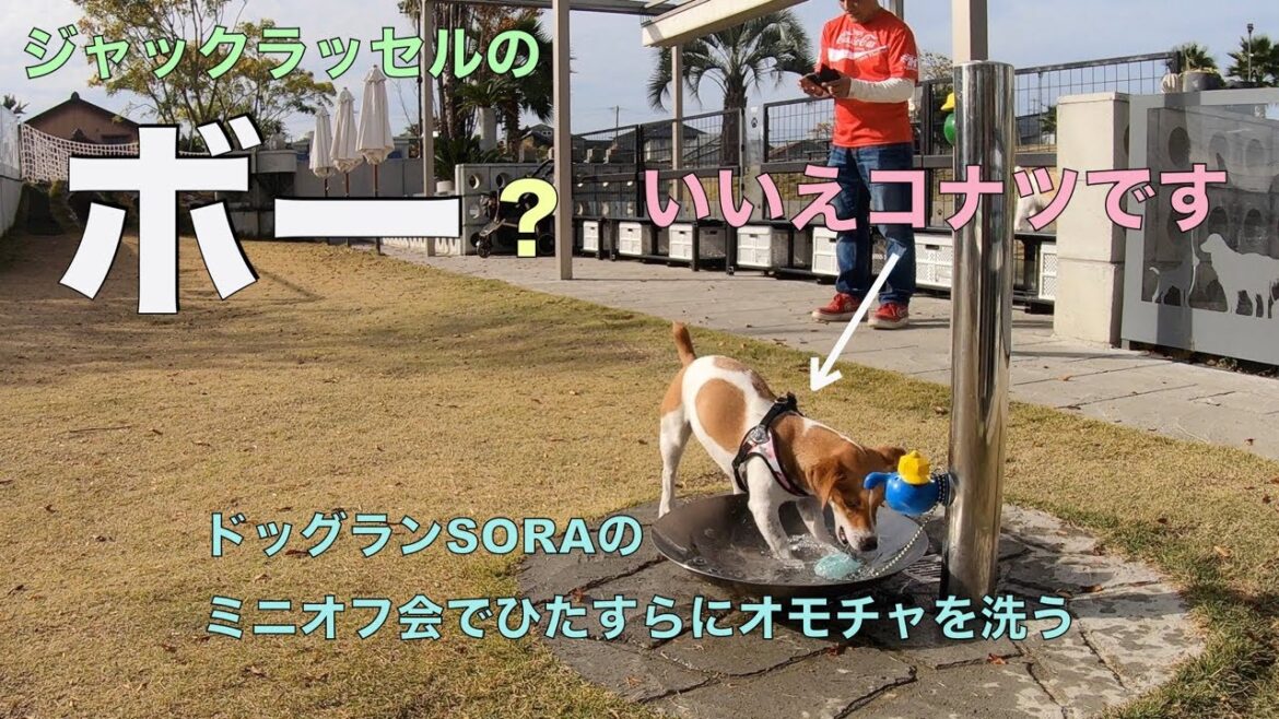 ジャックラッセルのボー　ドッグランSORAでまたまたミニオフ会
