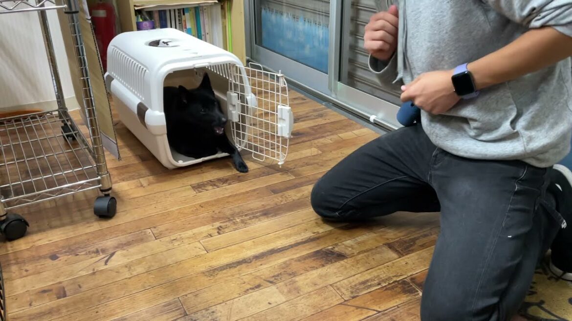 スキッパーキの”オセルくん”と”ハウス”の練習! スキッパーキの”オセルくん”と”ハウス”の練習!