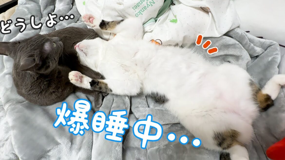 家猫を極めすぎた猫の爆睡姿がこちらです! 家猫を極めすぎた猫の爆睡姿がこちらです!