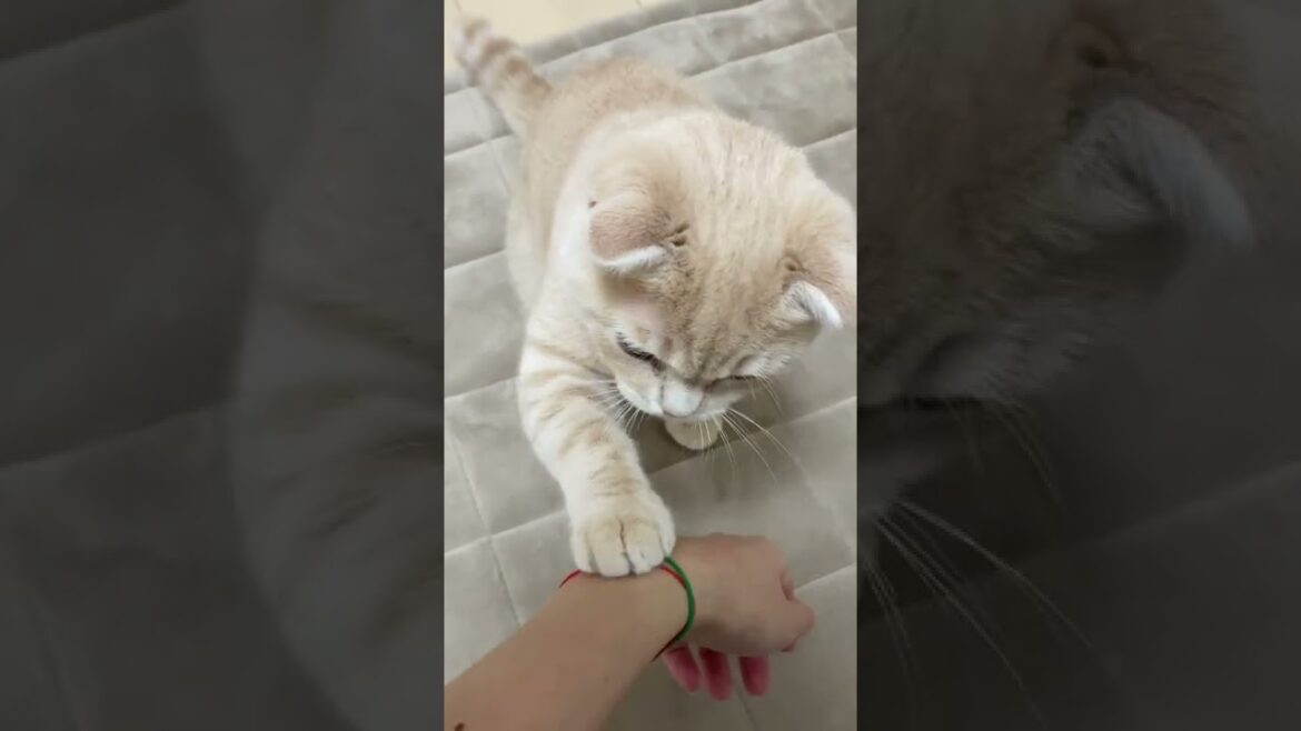 子猫と遊ぶ！輪ゴムの正しい遊び方ｗｗ【スコティッシュフォールド】#shorts