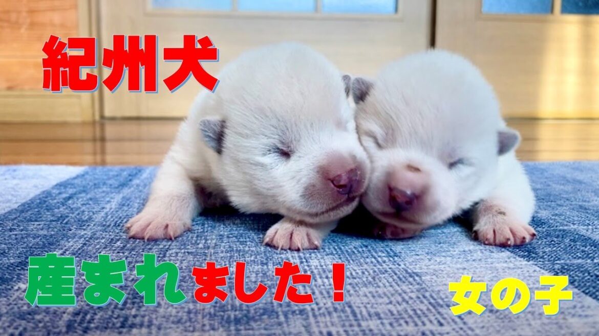 紀州犬の姉妹です。Kishu dog sisters【Samurai dog TV】
