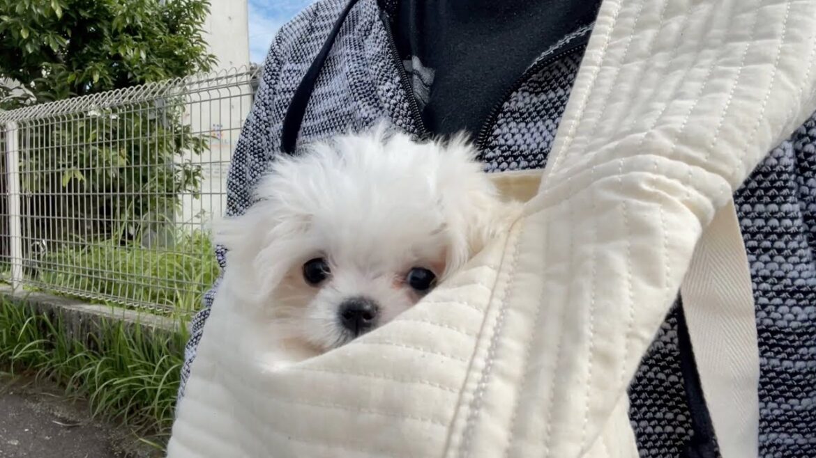 はじめて外の世界を堪能するマルチーズの子犬が愛くるしい はじめて外の世界を堪能するマルチーズの子犬が愛くるしい
