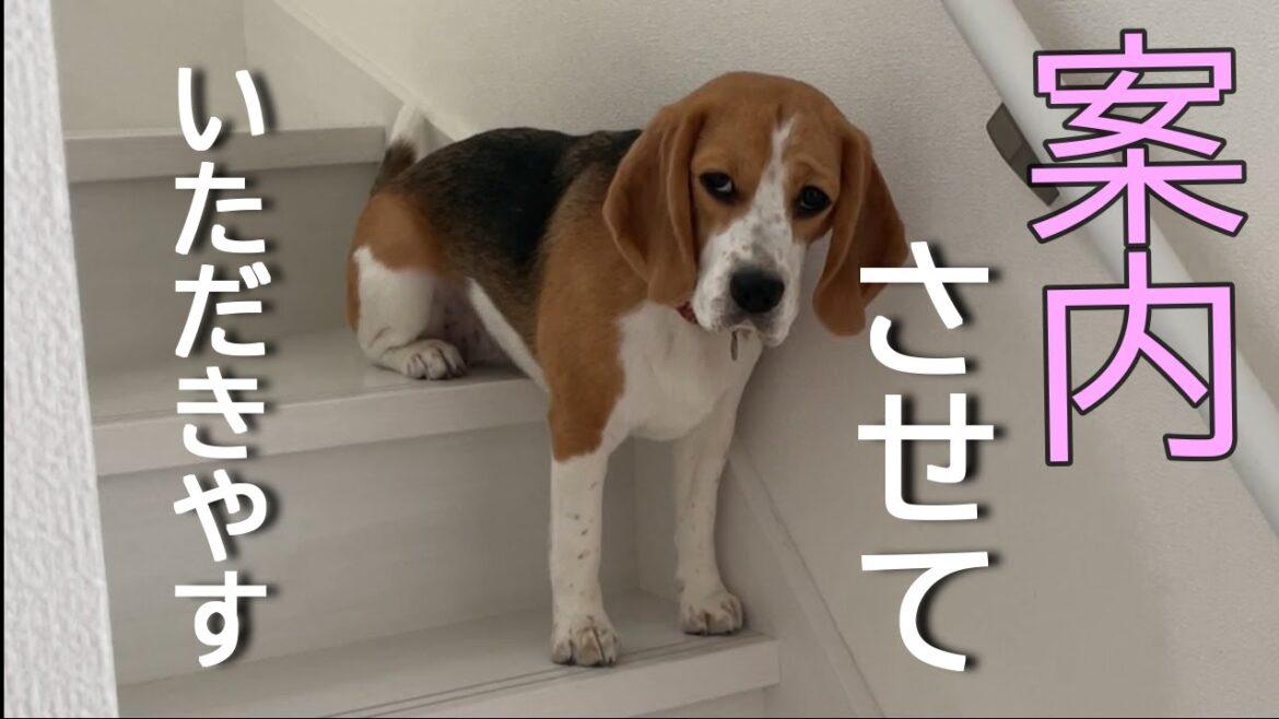 【ビーグル】おいしい物が何処にあるか完全に理解した犬