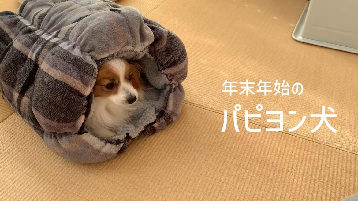 年末年始も変わることなくのんびりと過ごすパピヨン犬 #22