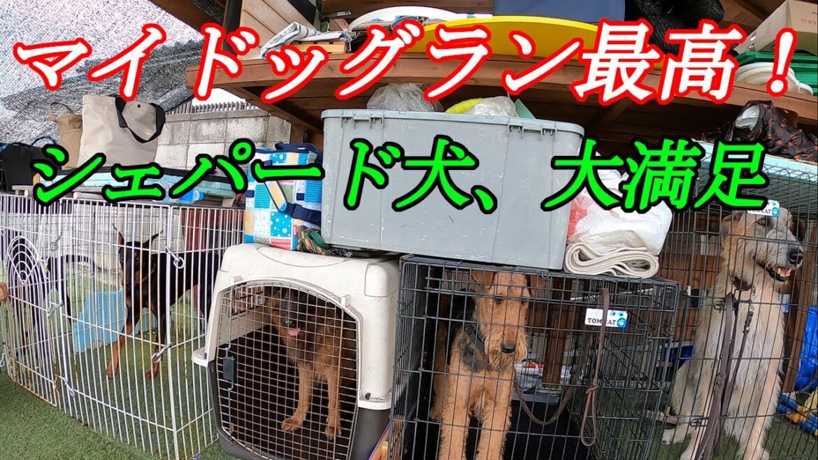マイドッグランで遊ぶシェパードとお父さん
