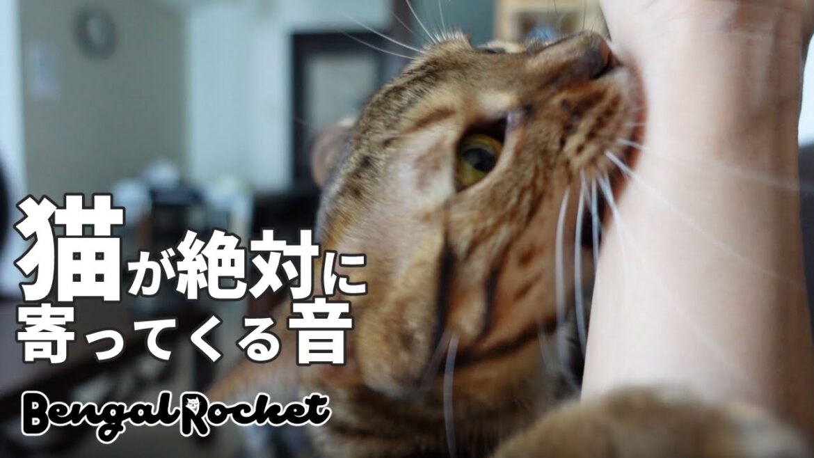 【検証】TikTokで話題の猫が絶対に寄って来る音を聞かせたら猫に襲われたwww 【ベンガルロケット】 【検証】TikTokで話題の猫が絶対に寄って来る音を聞かせたら猫に襲われたwww 【ベンガルロケット】