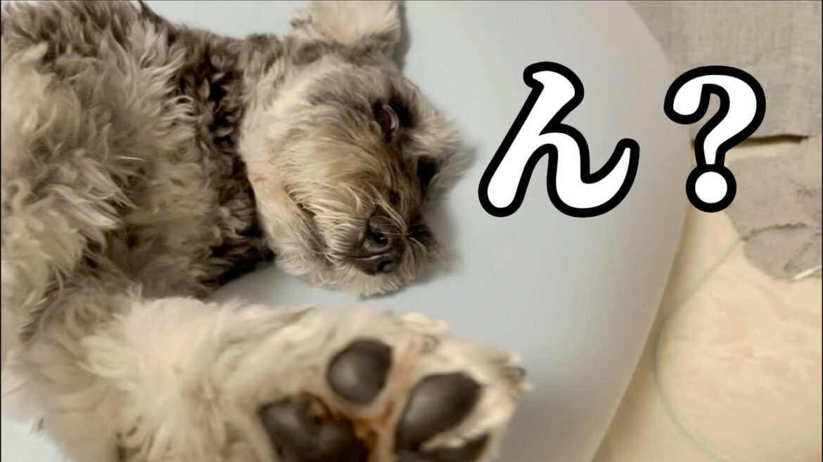 ヨギボーのせいで痙攣が止まらないシュナもどき【ミニチュアシュナウザー】【トイプードル】【シュナプー】