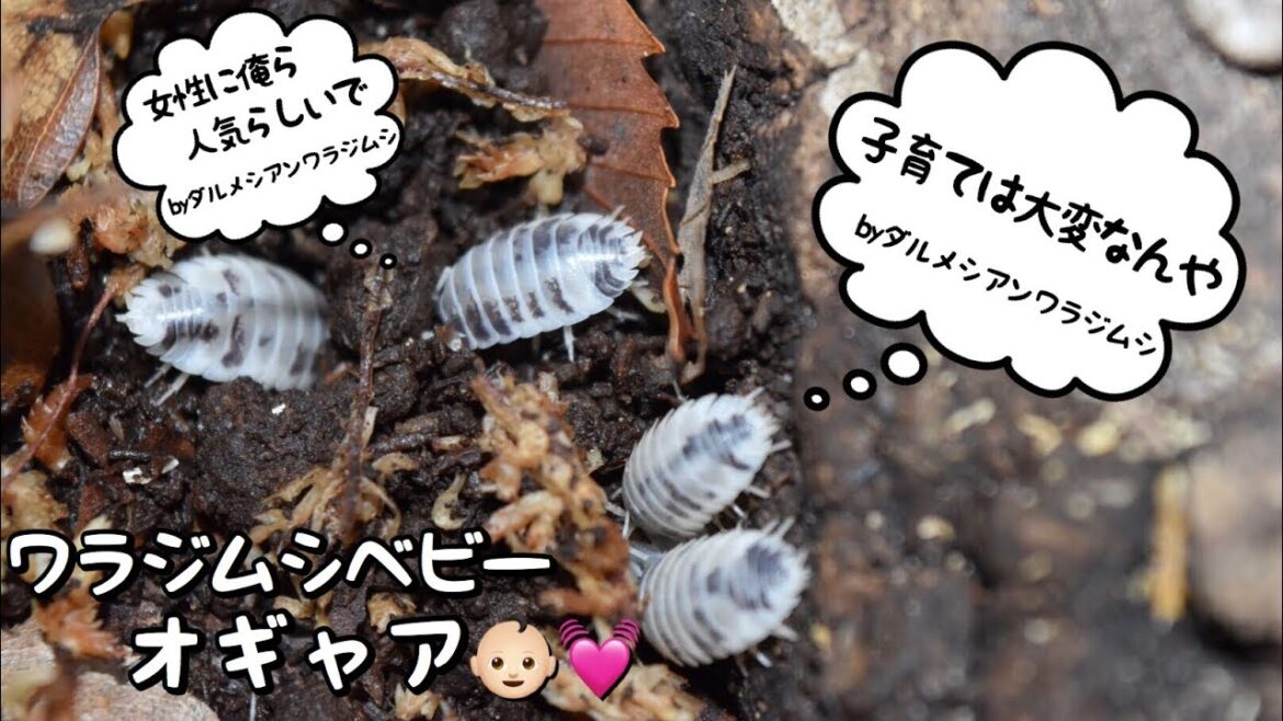 ダルメシアンワラジムシの赤ちゃんが誕生してました ダルメシアンワラジムシの赤ちゃんが誕生してました