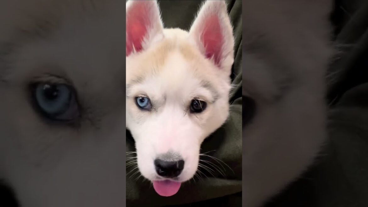 パンクバンドマンみたいなシベリアンハスキー子犬さん #shorts