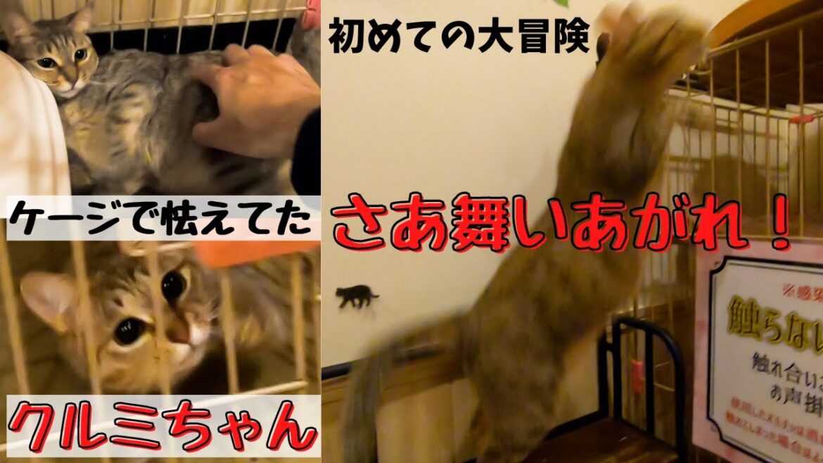 オシキャットに似たキジトラのクルミちゃん初めての大冒険で舞いあがれ！（保護猫カフェ猫の恵庭）難波　The adventures of a Pheasant resembling an Ocicat