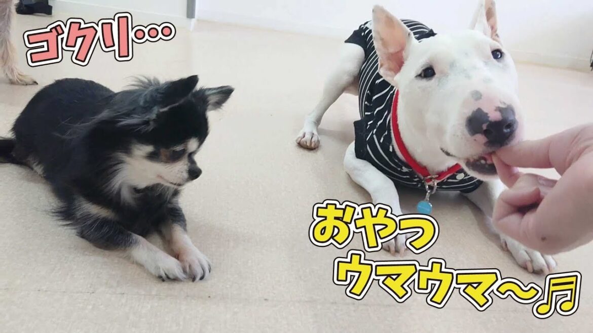 おやつウマウマてるおさん　🐶ひみつきちなう！①🐶  (チワワ ミニチュアブルテリア ビションフリーゼ ミックス犬 マルチーズ) 2020年3月3日