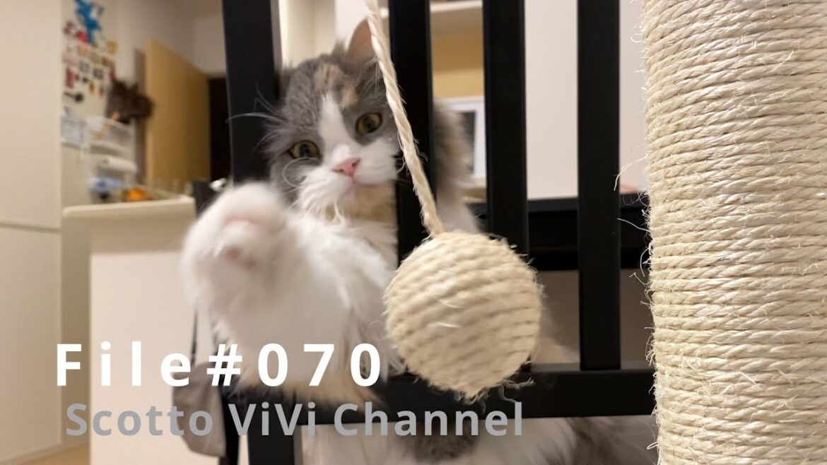 File#070〜長毛スコティッシュフォールドにポール型の爪研ぎを与えてみた〜 File#070〜長毛スコティッシュフォールドにポール型の爪研ぎを与えてみた〜