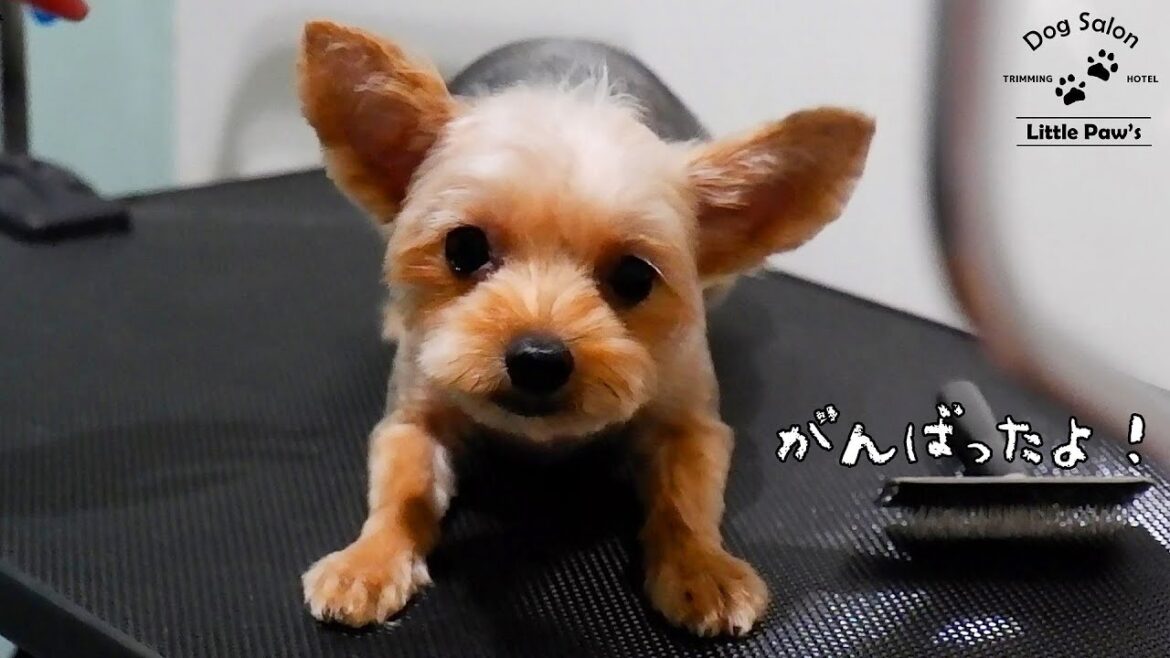 かわいすぎる仲良しヨーキー【ヨークシャーテリア トリミング】