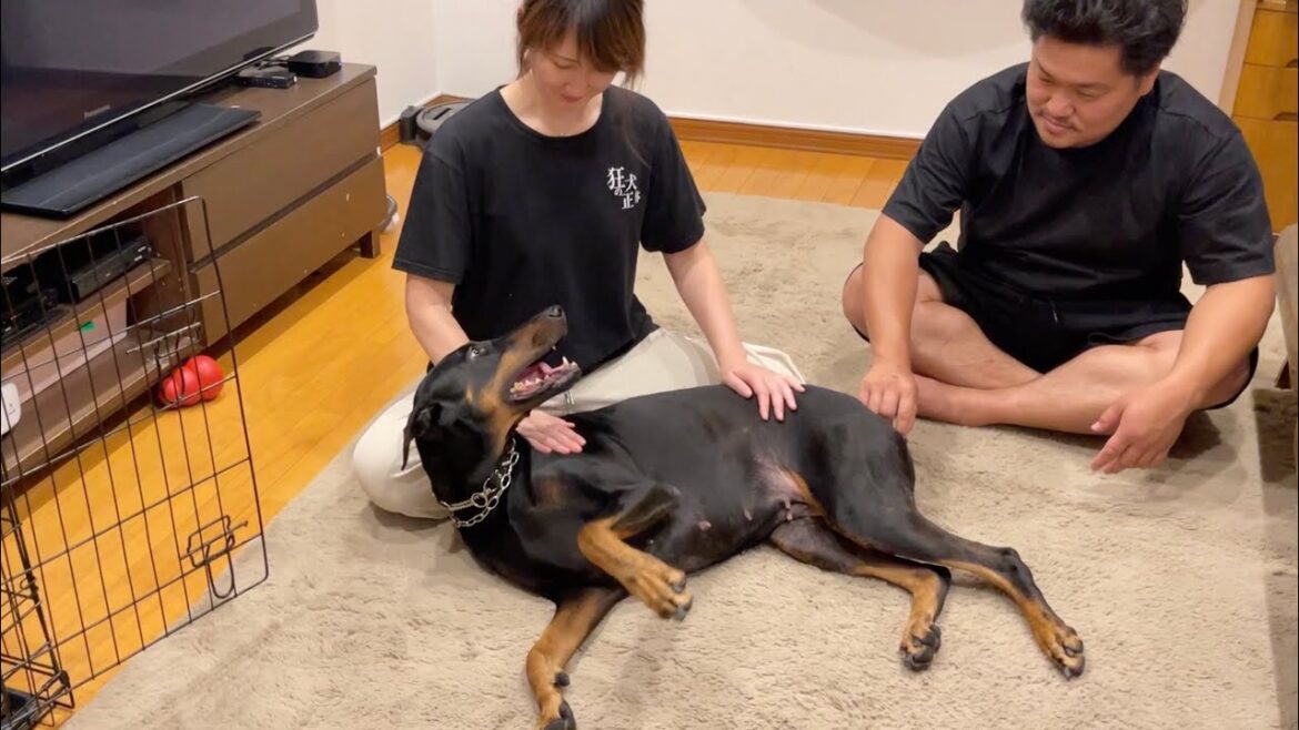 犬苦手だったママの妹がドーベルマンで克服してしまった