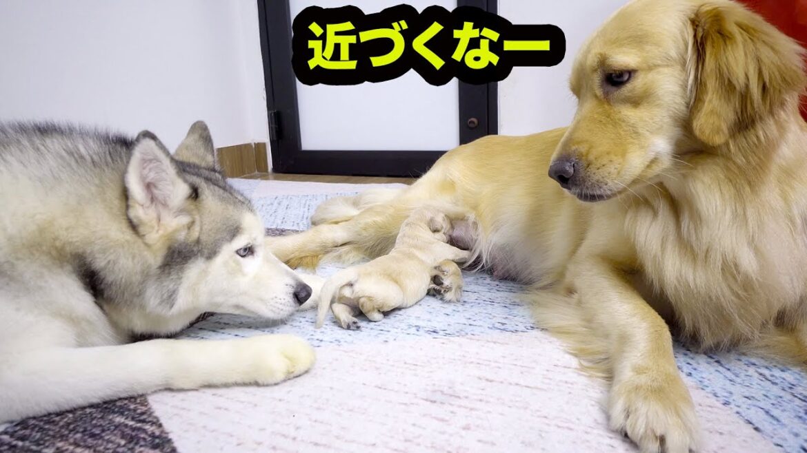 凄く優しかったゴールデンレトリバーがお母さんになってこうなりました・子犬を必死で守る母ゴールデンレトリバー 凄く優しかったゴールデンレトリバーがお母さんになってこうなりました・子犬を必死で守る母ゴールデンレトリバー