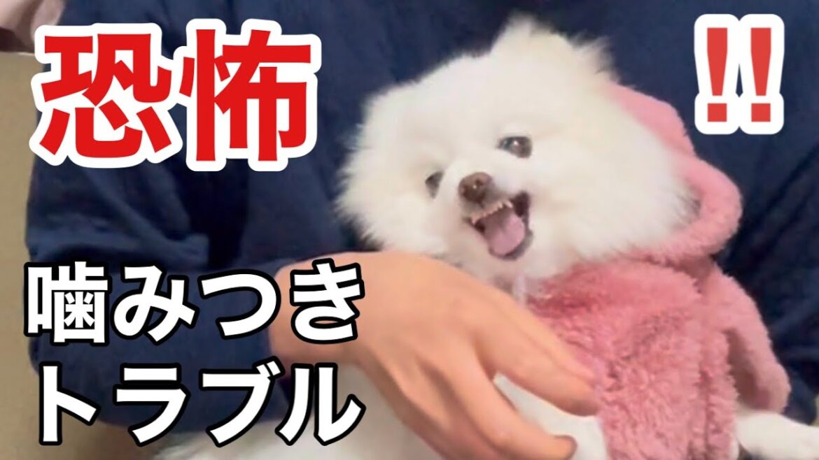 ポメラニアンが噛みつきトラブルになる
