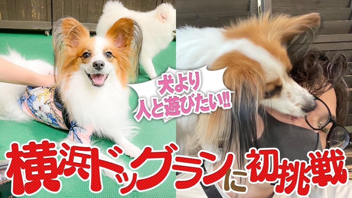 【室内ドッグラン】大雨の中横浜のワンコットにパピヨンと遊びに行ってきました【ミヌエット】 【室内ドッグラン】大雨の中横浜のワンコットにパピヨンと遊びに行ってきました【ミヌエット】