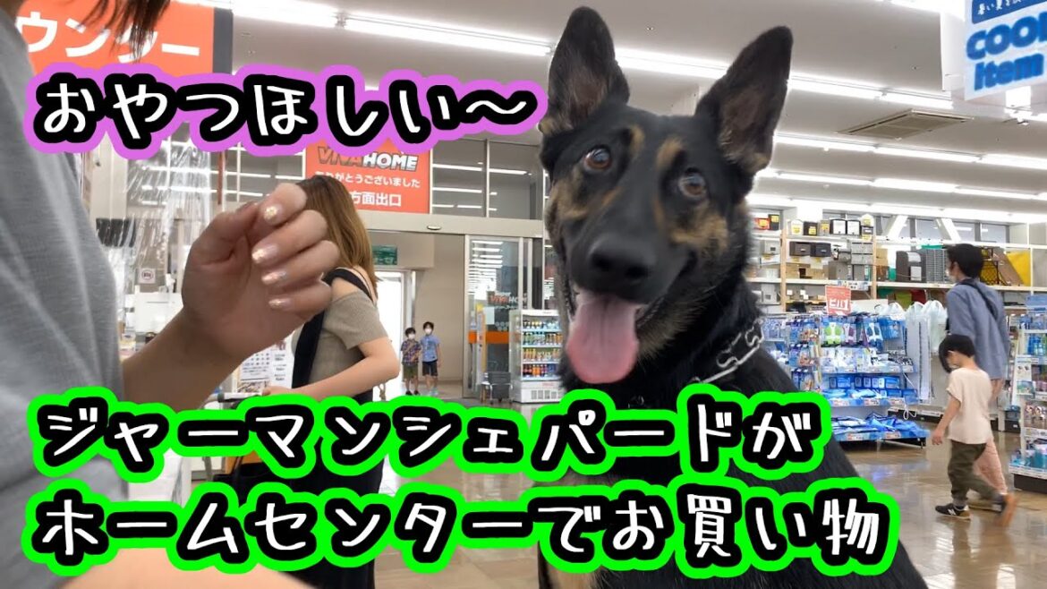 【ジャーマンシェパード】ホームセンターに行く犬【German Shepherd Dog】