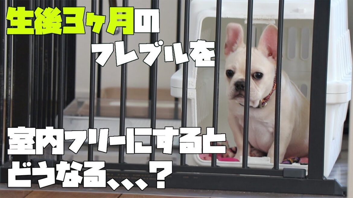 ３ヶ月のフレンチブルドッグ室内フリーにするとどうなるの