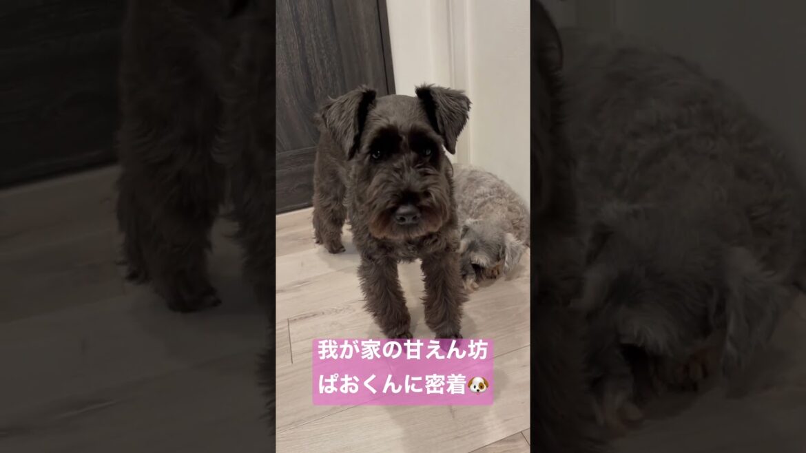 【シュナウザー】甘えん坊さんの愛犬🐶 側にいるだけで落ち着くのかな🤣
