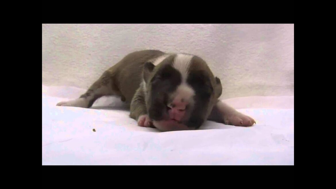 ミニチュアブルテリアの子犬02