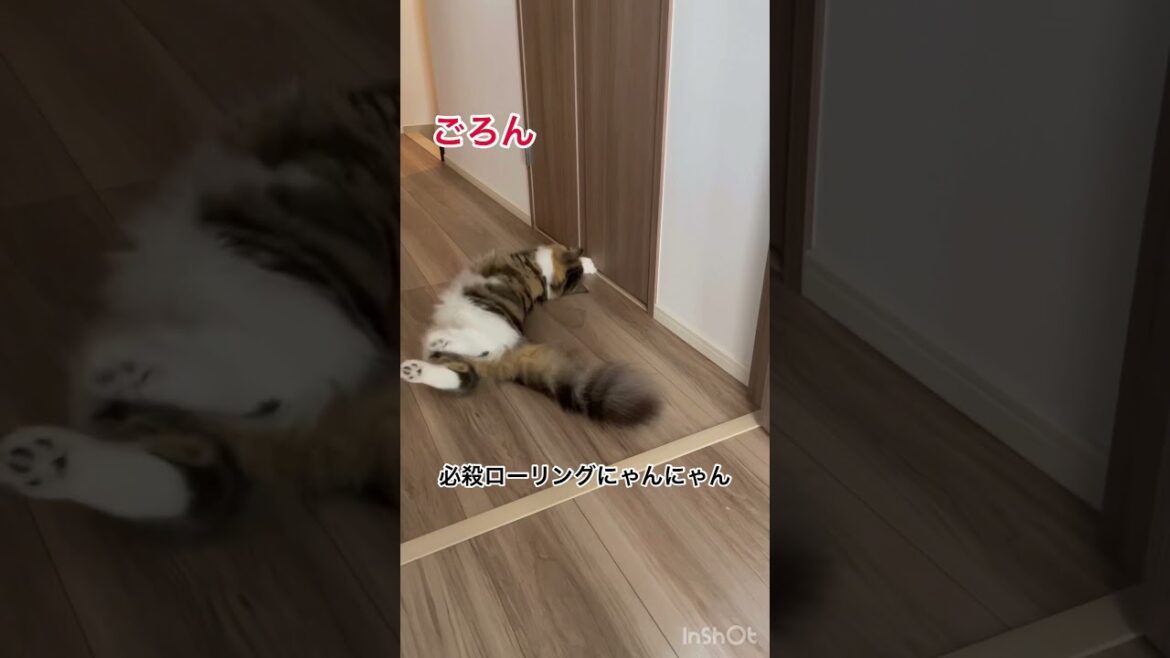 ママを探してゴロゴロする甘えん坊のサイベリアン子猫#shorts ママを探してゴロゴロする甘えん坊のサイベリアン子猫#shorts