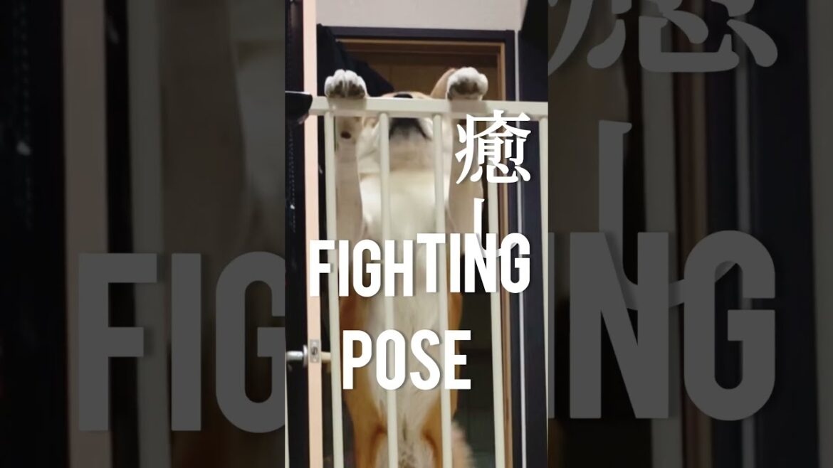 癒しに定評のある柴犬こむぎ