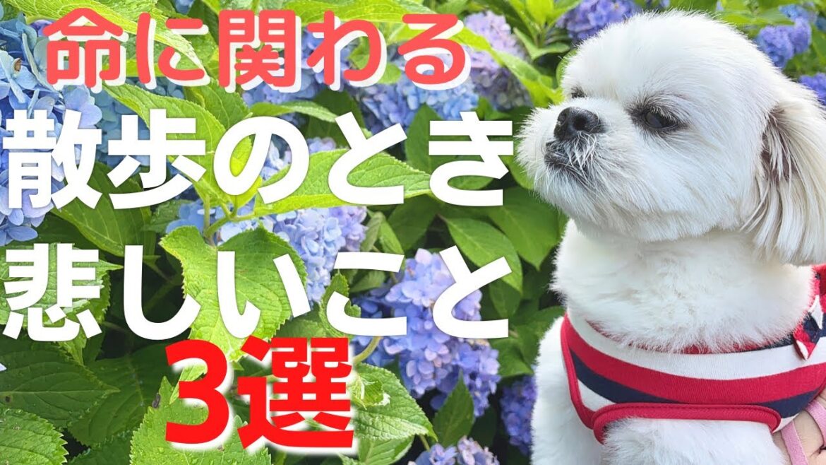 犬の散歩の時に悲しいこと3選 / マルチーズ×ペキニーズ
