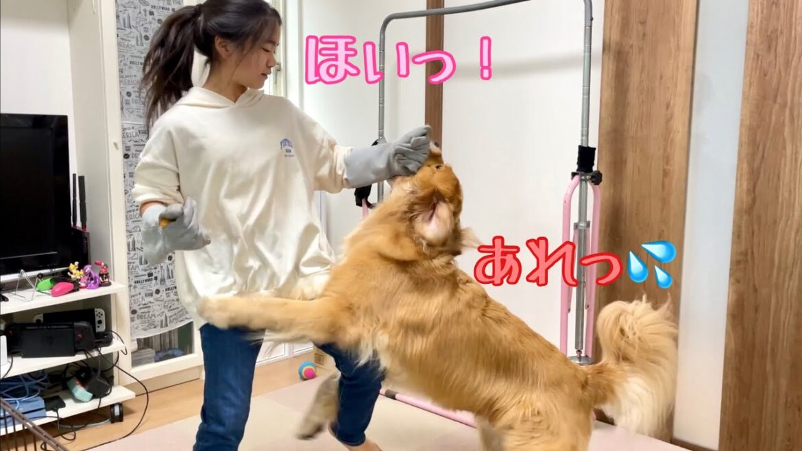 大型犬のマジな飛び付きを軽々受け流す姉の技術が凄すぎる【ゴールデンレトリバーとミニチュアダックスフンド】 大型犬のマジな飛び付きを軽々受け流す姉の技術が凄すぎる【ゴールデンレトリバーとミニチュアダックスフンド】