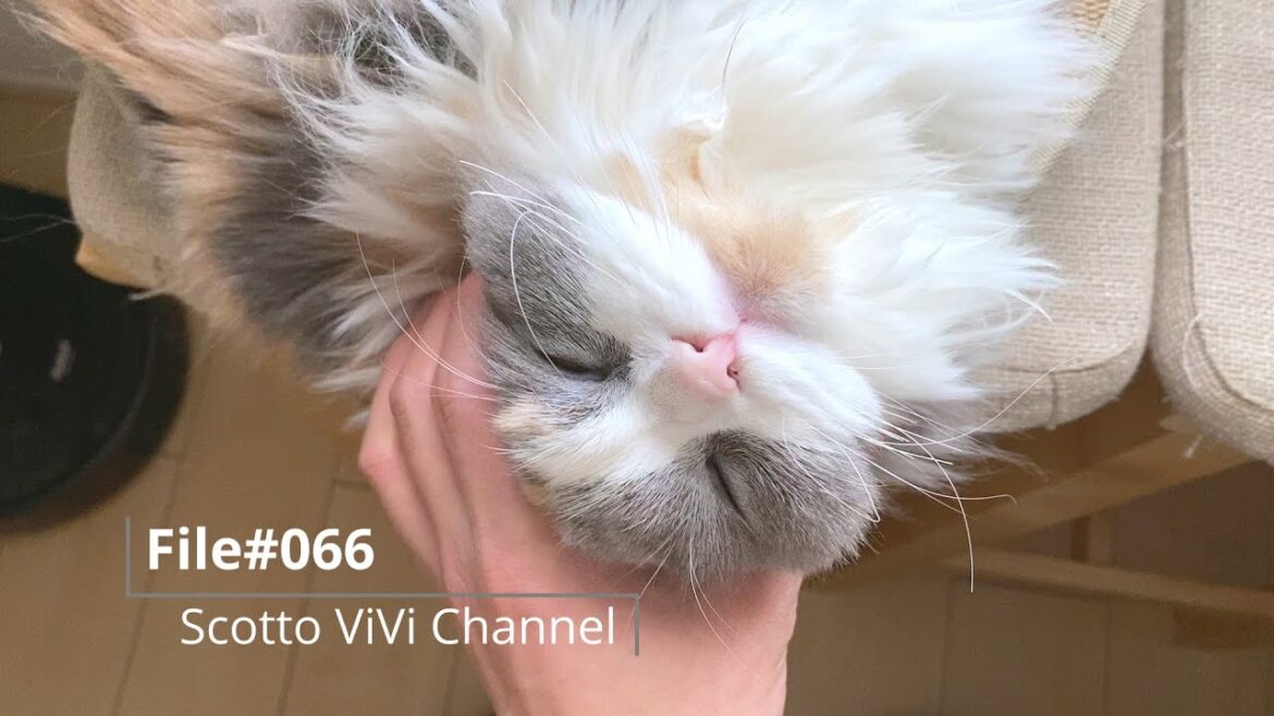 File#066〜長毛スコティッシュフォールドの好きな猫ナベ〜