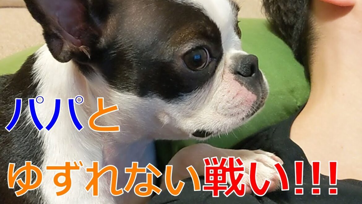ボストンテリアのゼロちゃんパパが好きすぎて…愛情表現が可愛すぎる