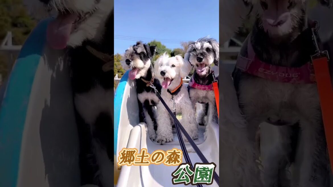 公園で 初挑戦！！ミニチュアシュナウザー