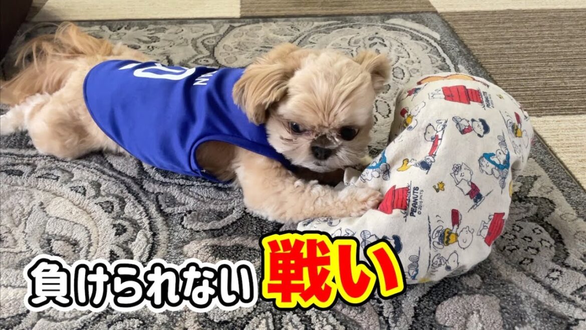 負けられない戦い クッションで遊ぶ犬 チワワ×シーズー