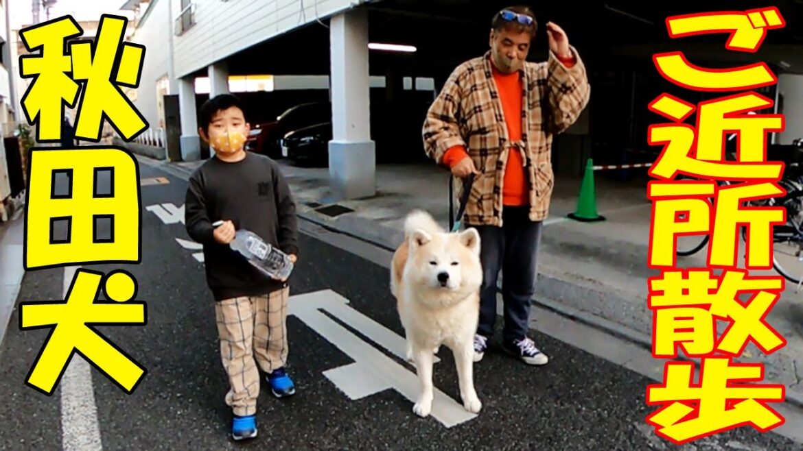 秋田犬そうすけ君とご近所散歩【VLOG】