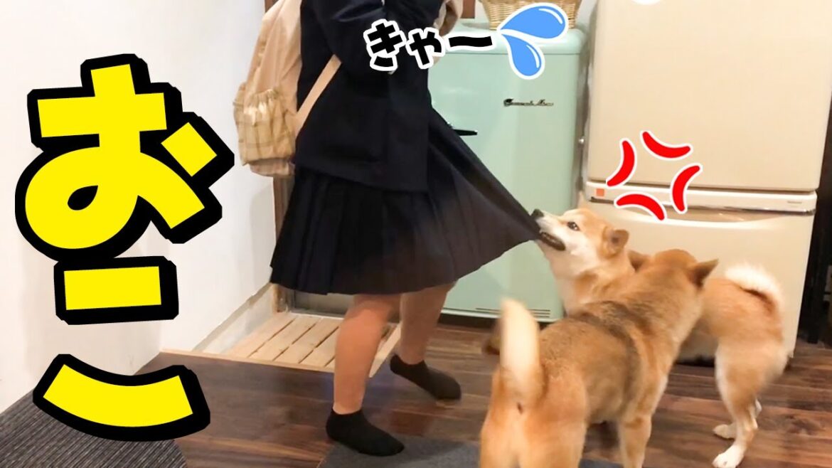 娘が帰宅するなり襲いかかる妹柴犬！？