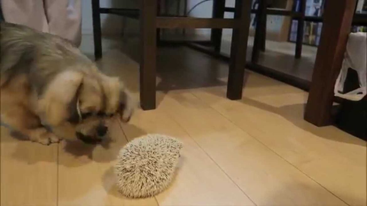 Tibetanspaniel vs.Hedgehog2 | チベタンスパニエルvs.ハリネズミ第2戦