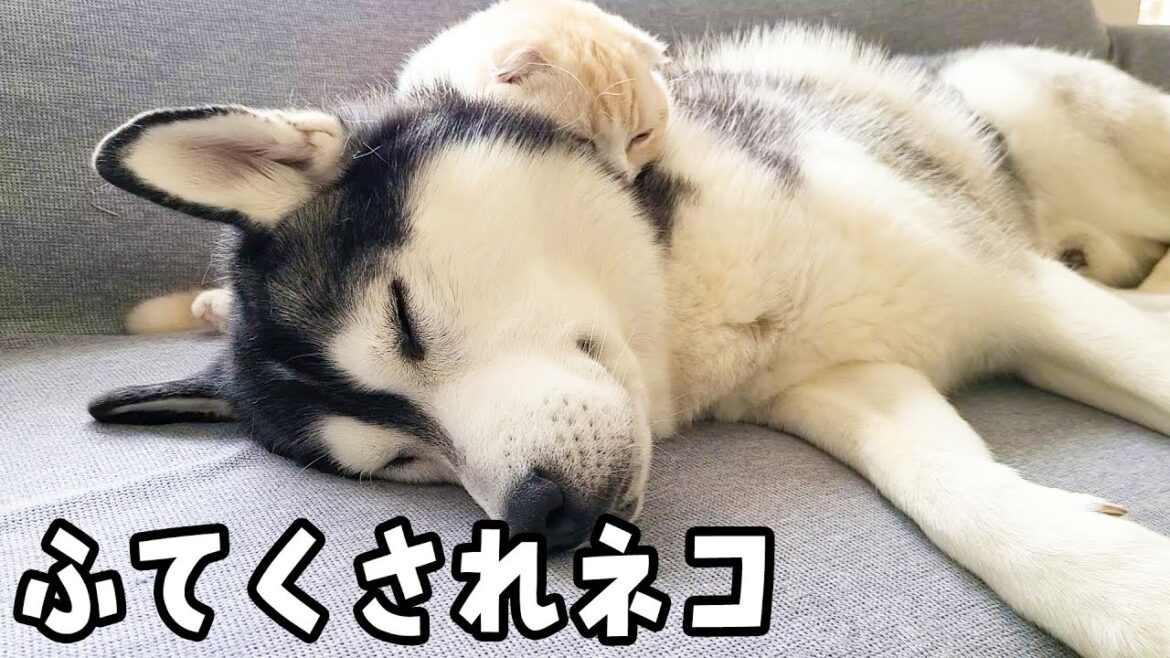 子猫を厳しく叱ったらご機嫌斜めでこうなった… 子猫を厳しく叱ったらご機嫌斜めでこうなった...