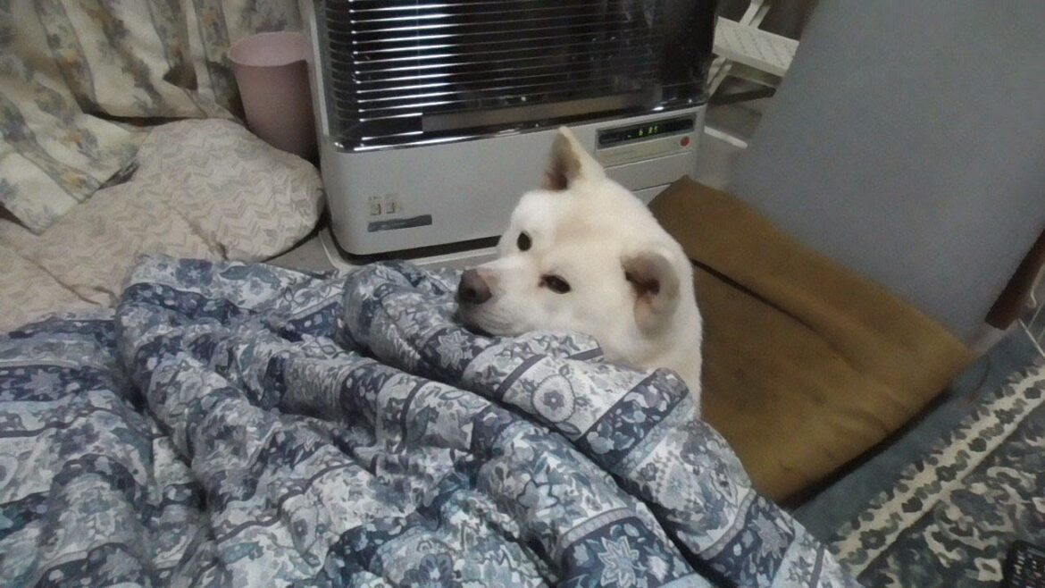 【秋田犬ゆうき】仏壇のろうそくを消しに行く時間だが予想以上に廊下が寒くてサボる【akita dog】
