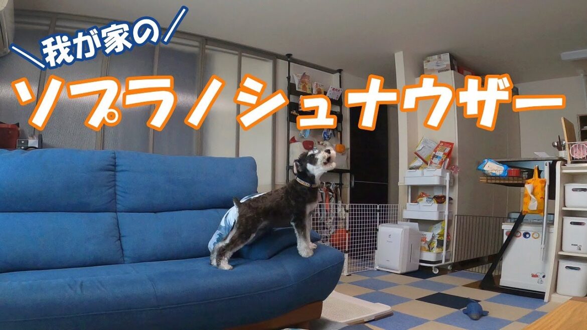 【お留守番隠し撮り】リビングフリーではじめてのお留守番の様子をこっそり撮影したら予想外の出来事が【ミニチュアシュナウザー】