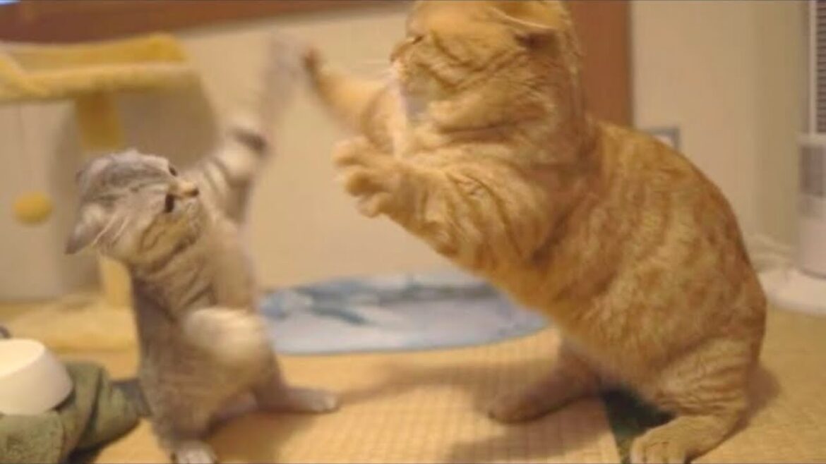 喧嘩するほど仲良しなマンチカンの茶々くんと子猫のポッポちゃん💓 喧嘩するほど仲良しなマンチカンの茶々くんと子猫のポッポちゃん💓