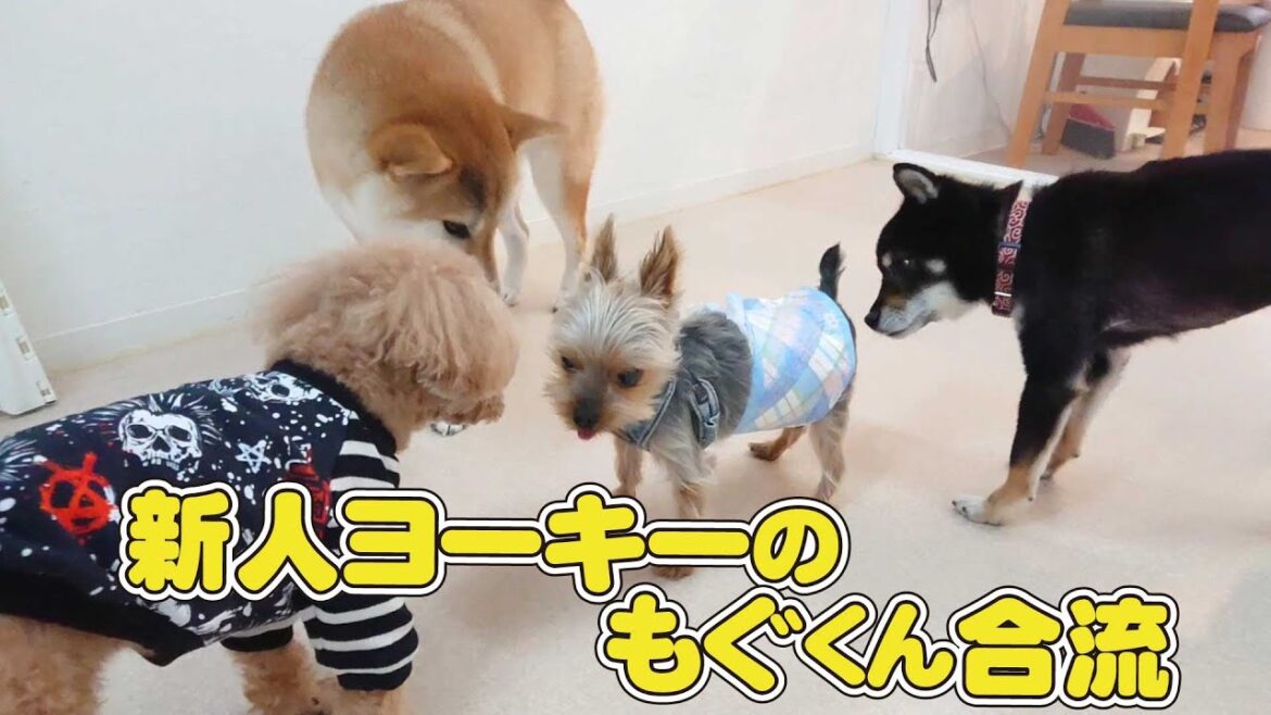 新人ヨーキーのもぐくん合流　🐶ひみつきちなう！②🐶 ヨークシャーテリア 柴犬 トイプードル 2022年10月27日