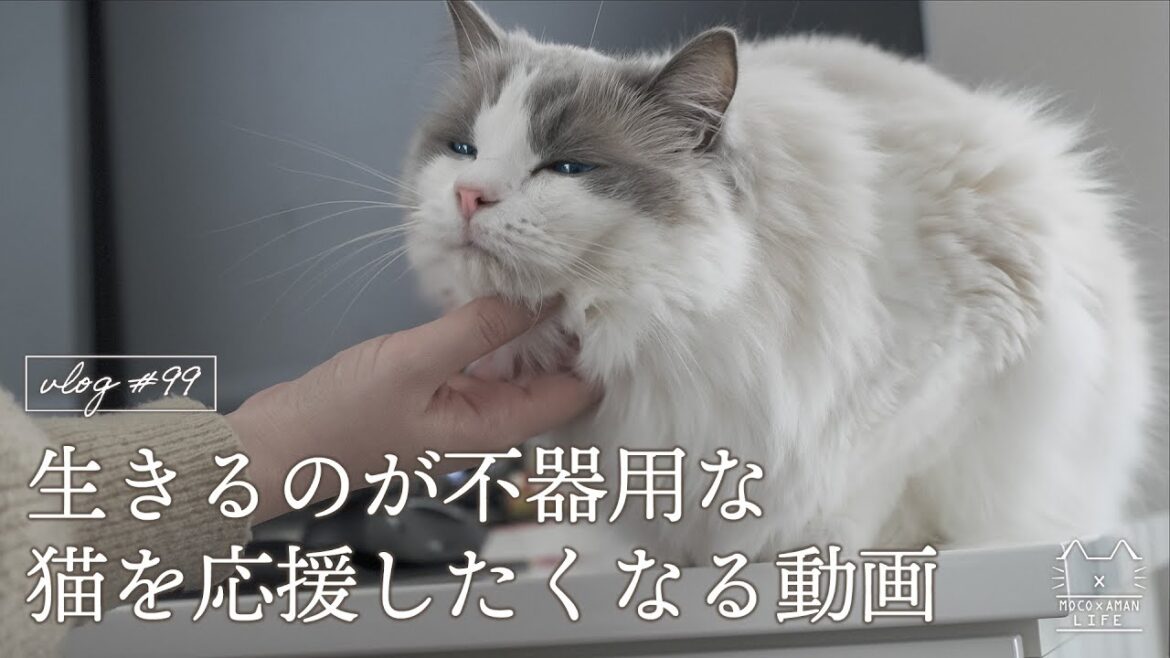 生きるのが不器用な猫ほどかわいい｜ラグドール猫 #99