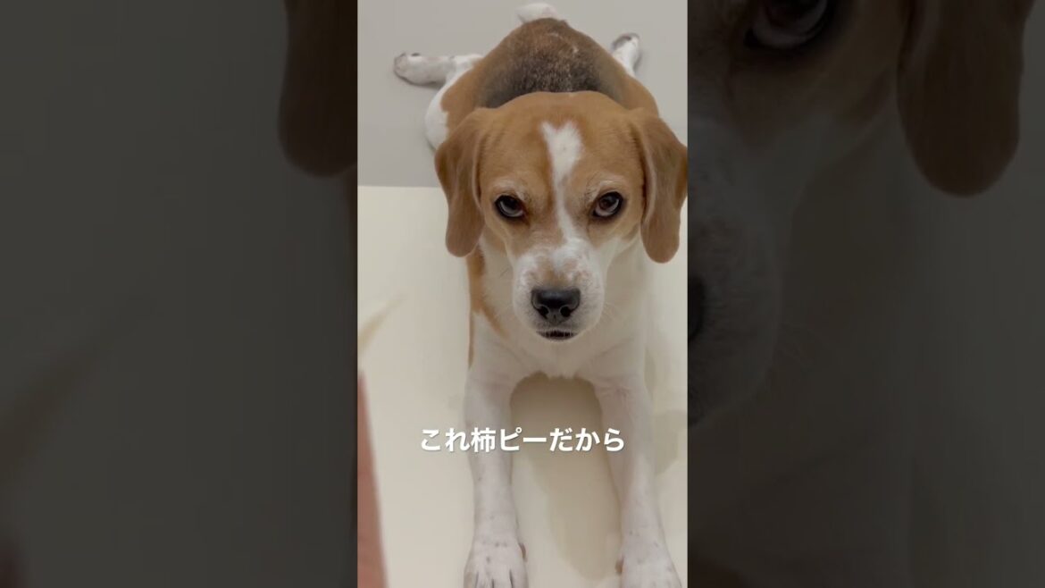 食べものは全部自分のおやつだと思ってるビーグルさん#Shorts