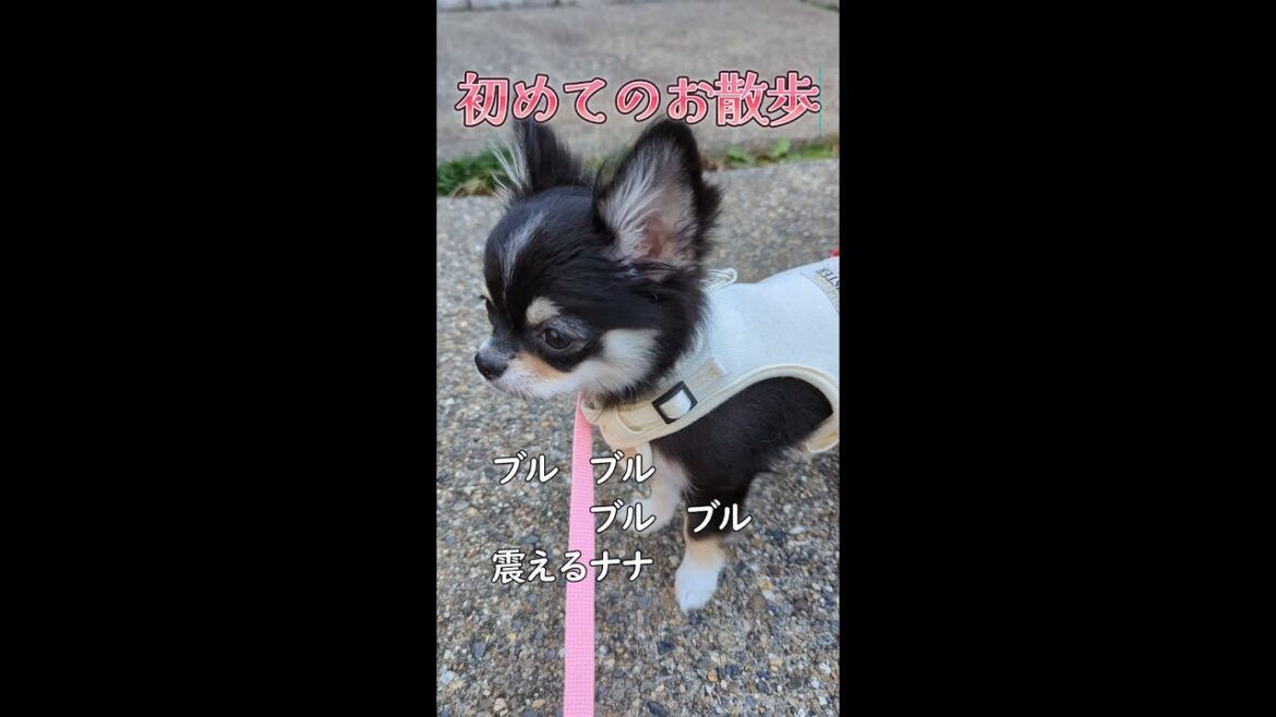 【ロングコートチワワ】　はじめてのお散歩
