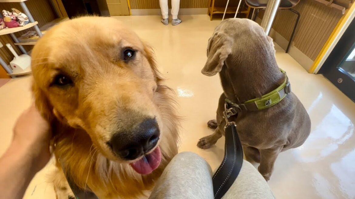 動物病院に行ってきました。ゴールデンレトリバーとワイマラナーの子犬