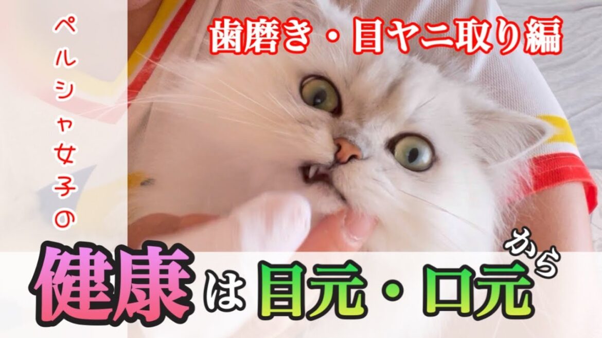 【猫の歯磨き】ペルシャ女子の健康は目元・口元から【目ヤニ取り】