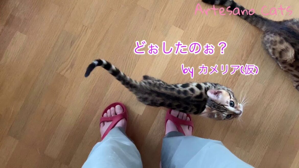 驚愕！主も知らなかった事実 キンカロー(マンチカン×アメリカンカール) 子猫